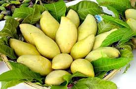 The free trade agreements tripled Vietnam’s mango exports