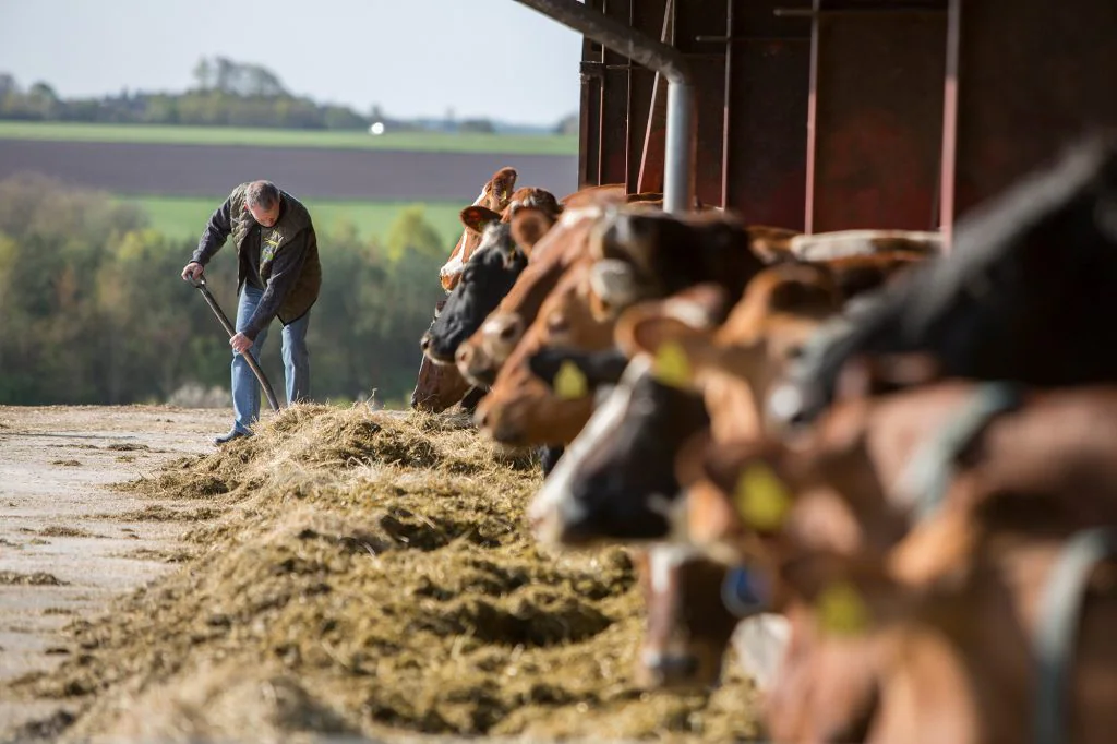 Arla foods &amp; DSM starts pilot project to reduce methane emissions from dairy cows