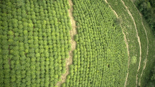 Major ingredient players unite to support sustainable farming