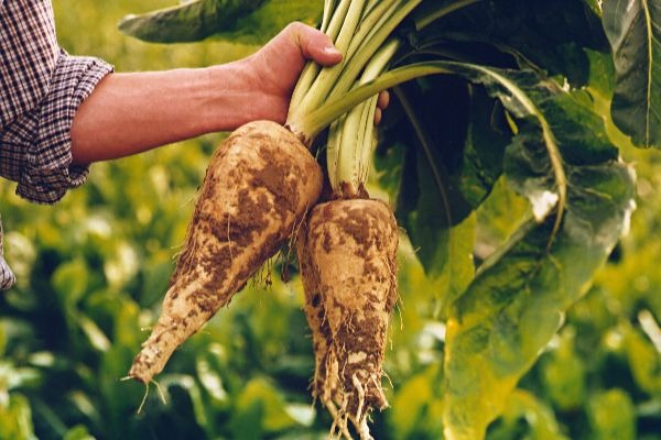 BENEO increasing global capacity for its prebiotic chicory root fibers
