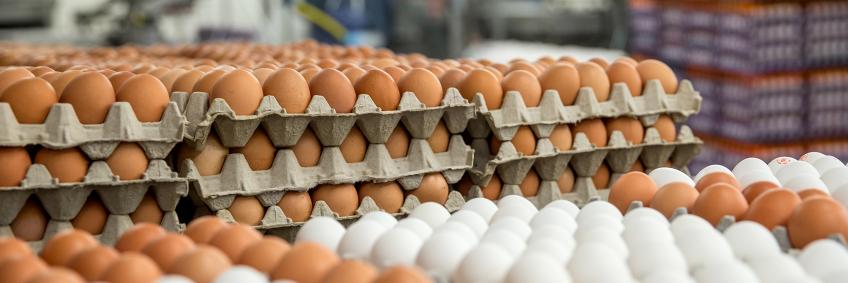 Hong Kong suspends import of poultry eggs from areas in India