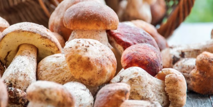 Australia uses mushrooms for developing sustainable solution to plastics