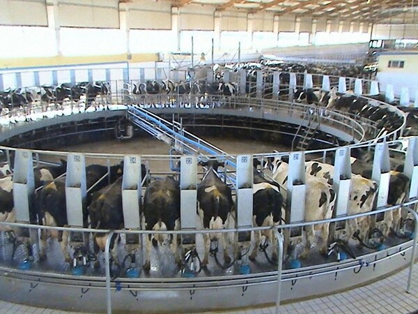 ‘Hohhot’ China’s dairy breeding capital