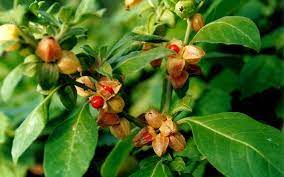 Taiwan FDA to limit use of botanical ingredients like ashwagandha