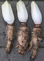 New study shows chicory root fibres selectively increase Bifidobacteria independent of food application