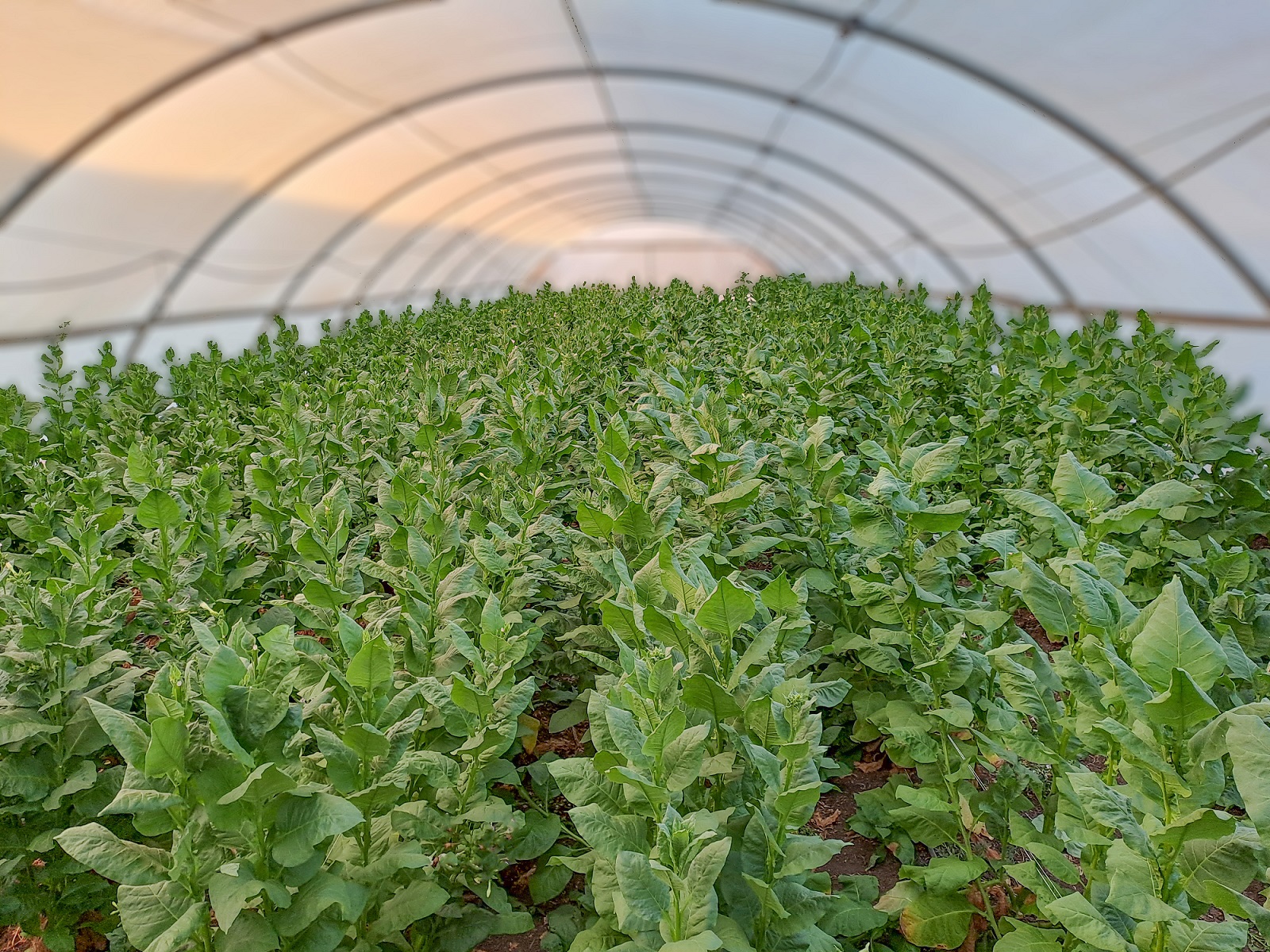 BioBetter pioneers cultivated meat future with molecular farming