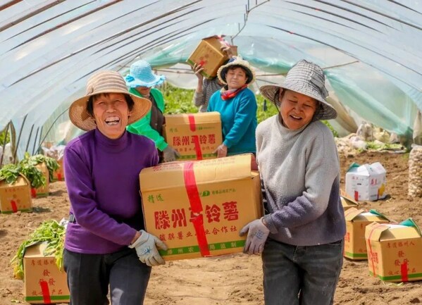 China's Tengzhou hosts potato expo to seek opening-driven development