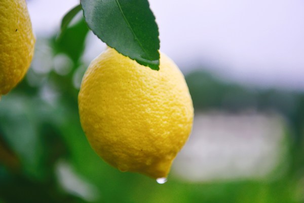 World Lemon Industry Development Conference concludes in Anyue China