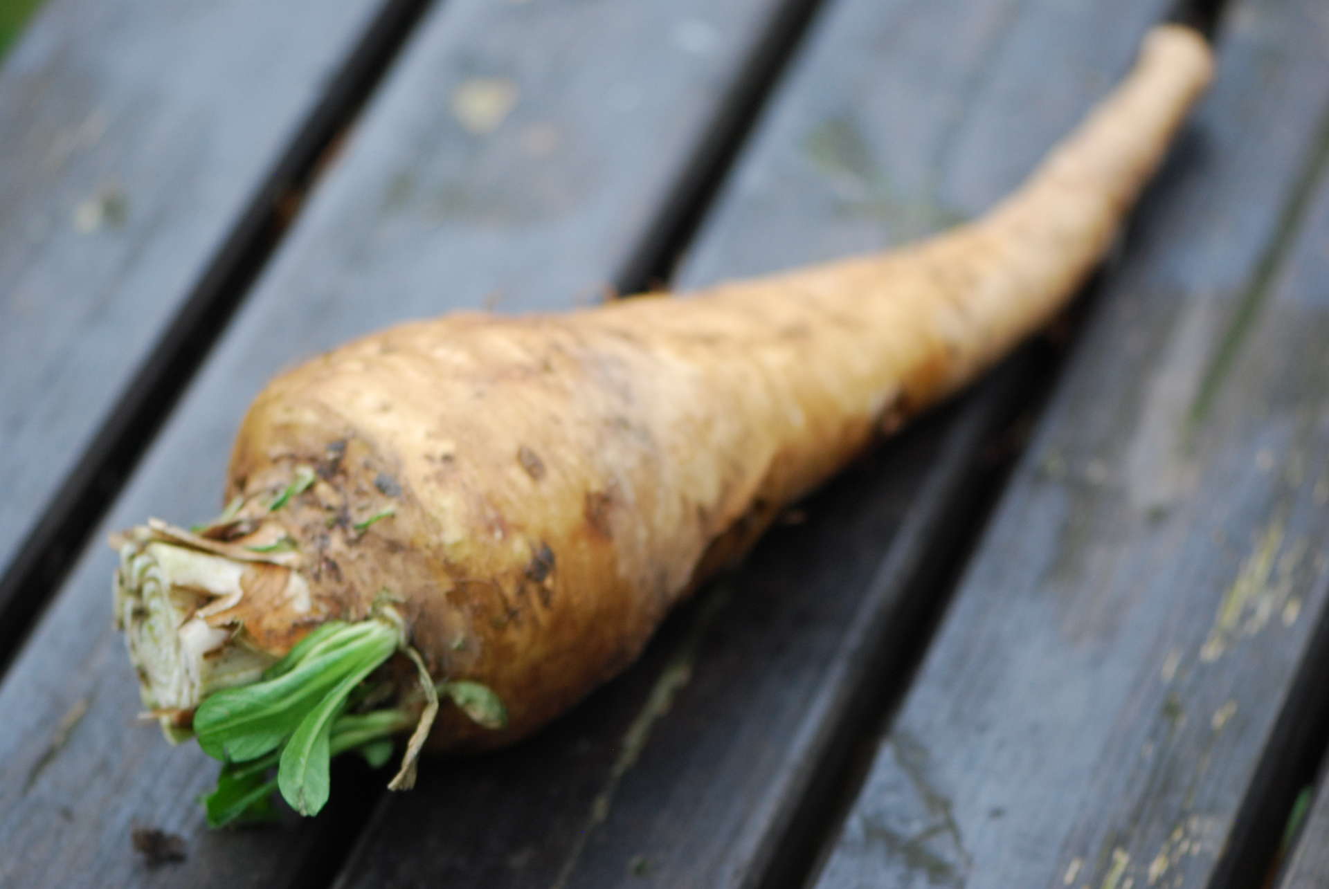 Microbiota modulation with prebiotic chicory root fibre shows mood improvement