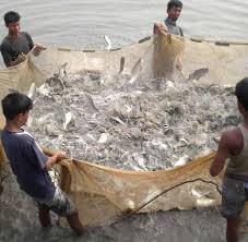 Experts from Indo-Pacific region to discuss climate change in marine fisheries under FAO