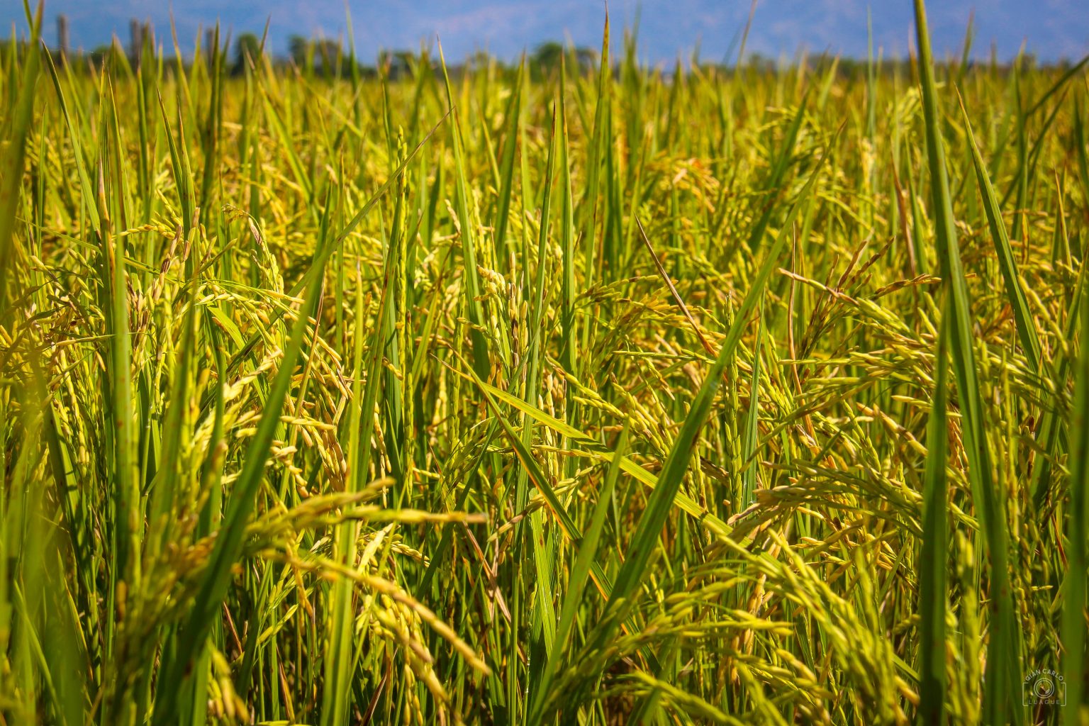 Rice prices will remain affordable in Philippines: DA