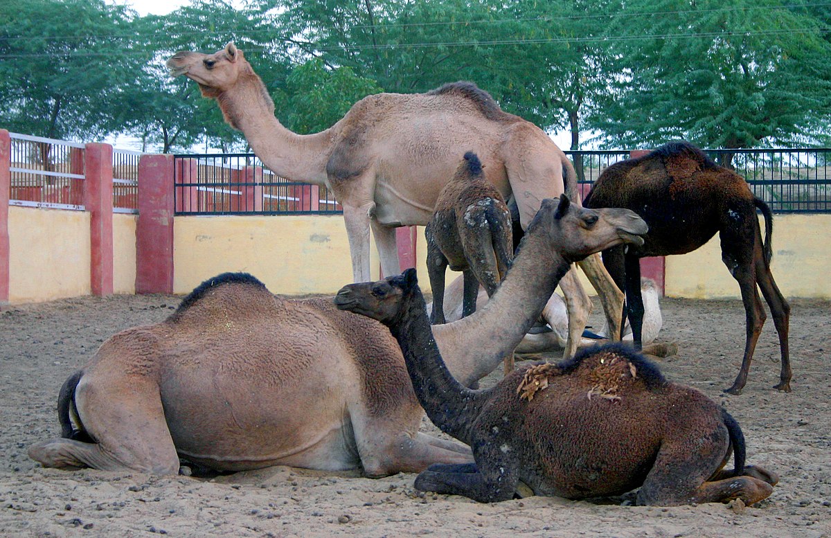 Good Earth Dairy secures $4.4Mn grant for camel-milk processing facility