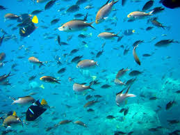 WorldFish to develop South-South collaboration platform for Blue Food Revolution