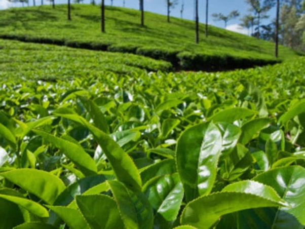 Taiwan's TSENG'S Tea first to achieve anti additive clean label certification