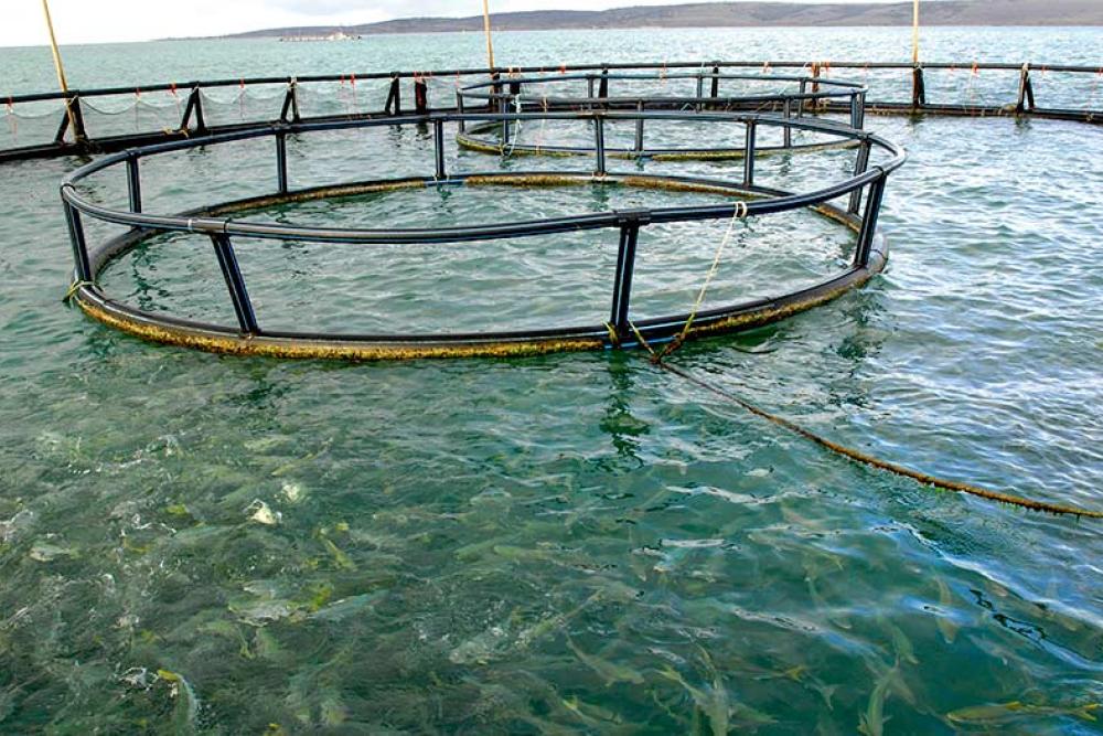 Australian fisheries and aquaculture thrive in 2022