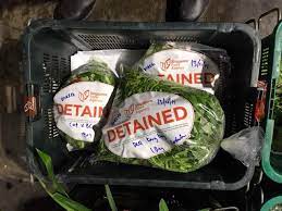 SFA and ICA seize illegally imported vegetables and fruits from Malaysia