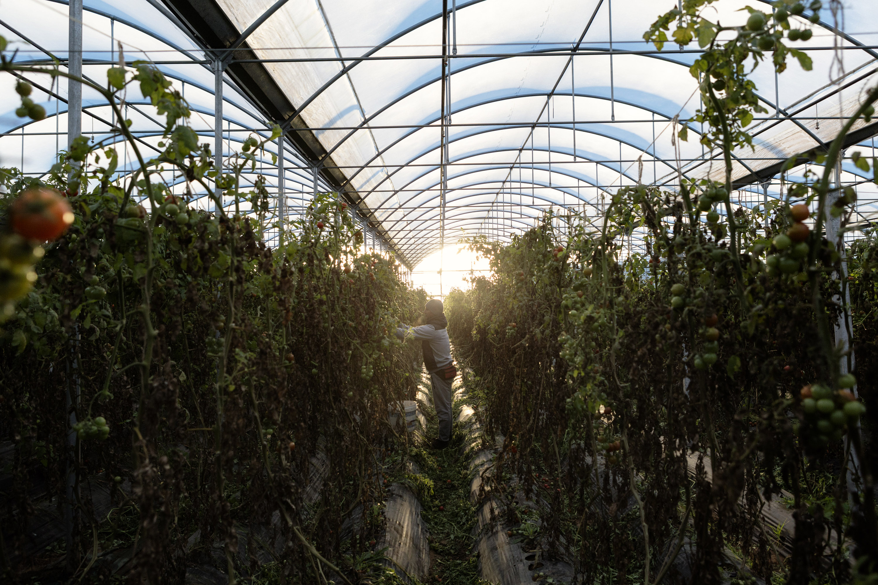 FAO launches global roadmap process to eradicate hunger within 1.5°C limits