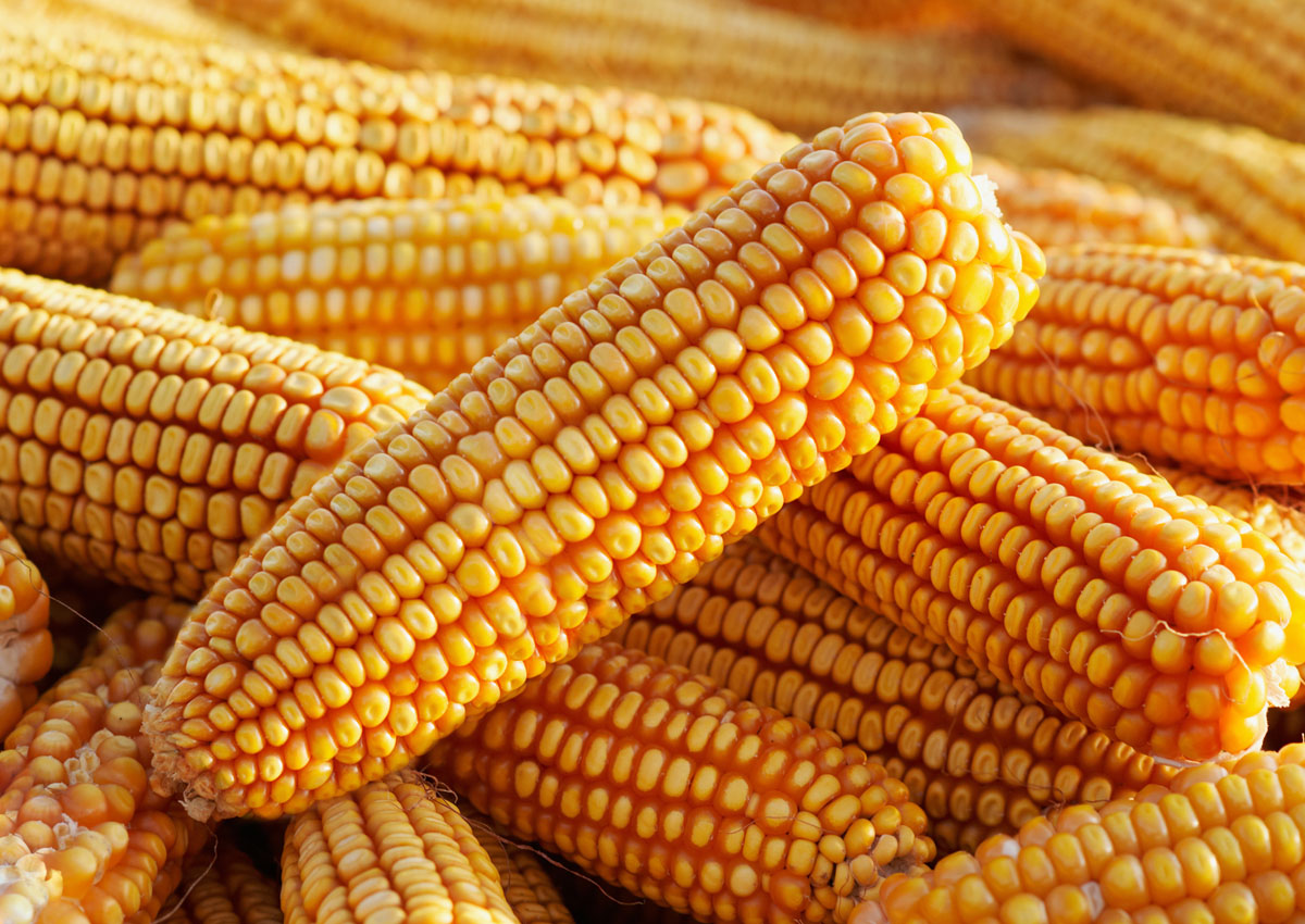 FSANZ calls for comment on food made from new GM corn