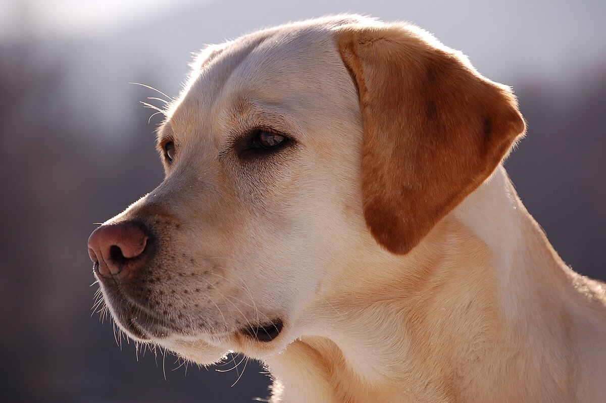 From tradition to transformation South Korea bans dog meat by 2027