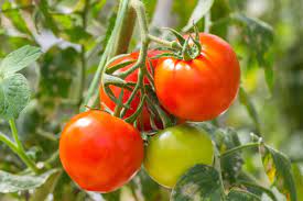 Uzbekistan develops edible COVID-19 vaccine made from tomato