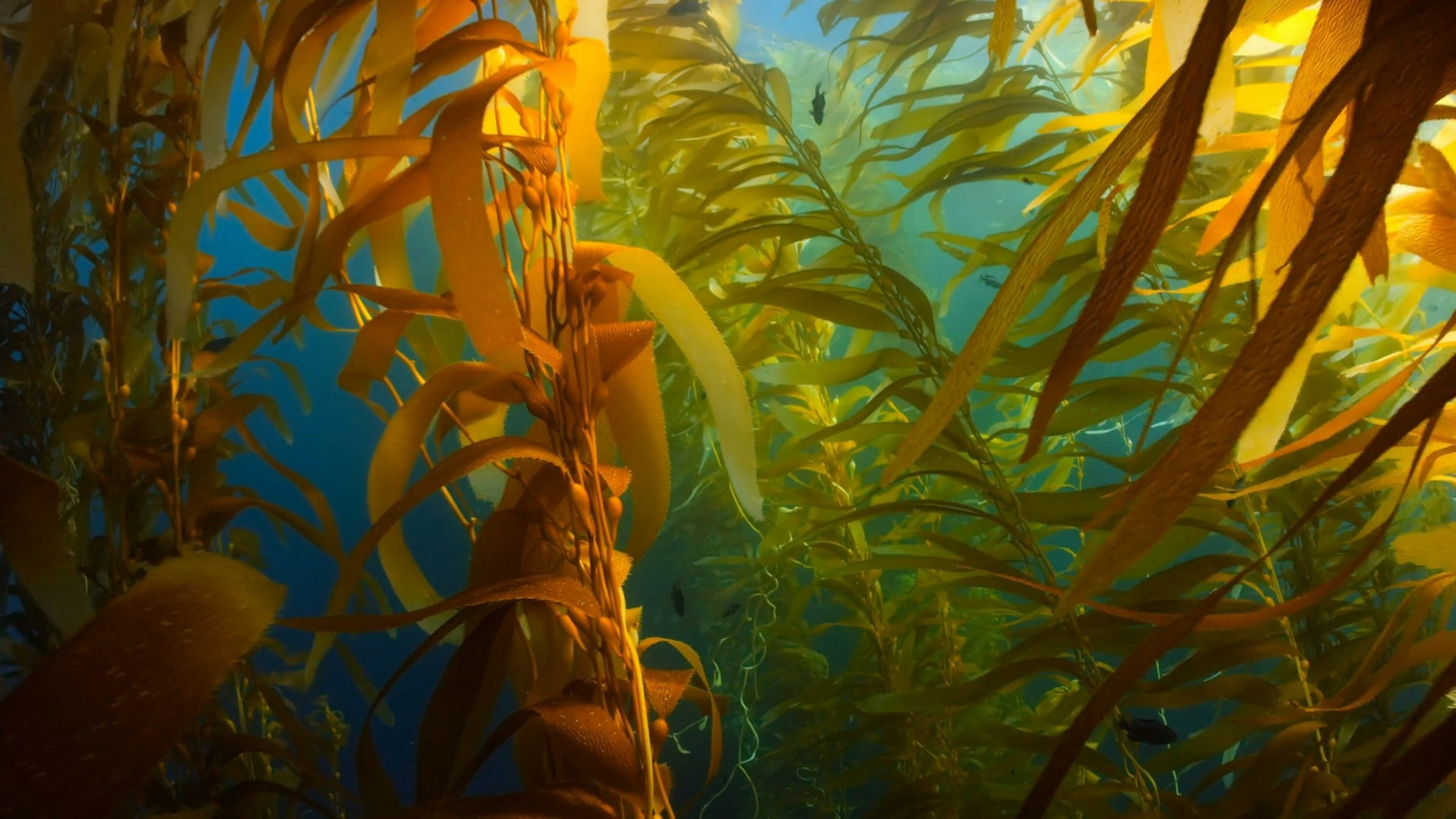Blue-green gold: Why seaweed is India’s next big bioeconomic bet