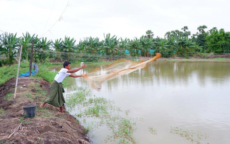 Sustained interventions boost aquaculture and nutrition security in Myanmar