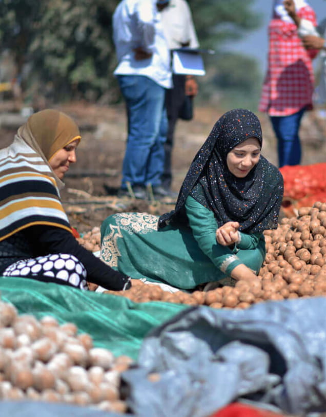 PepsiCo Egypt celebrates fourth harvest season of potatoes