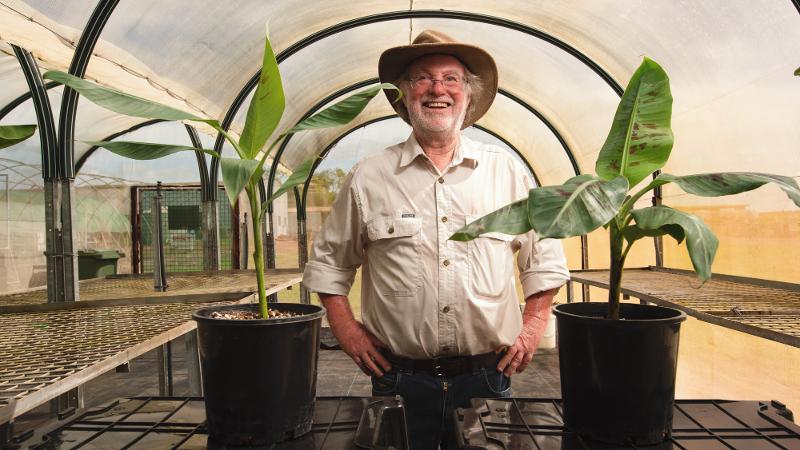 Australian government approves release of QUT-developed GM banana