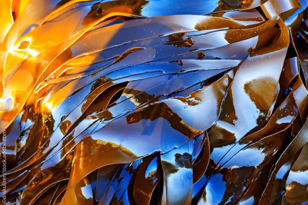 EU adds 20 algae species in Novel Food Status Catalogue