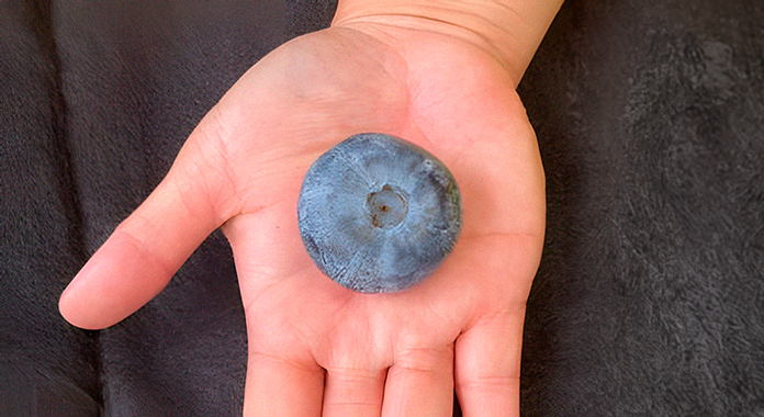Australia’s Costa Group develops world's heaviest blueberry