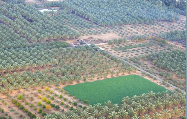 AlUla date palm production exceeds 90,000 tonnes annually