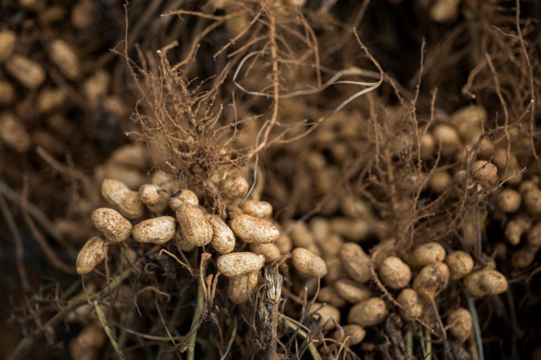Discovery in peanut defence mechanisms offers hope for disease resistance