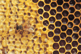 Reef Saudi invests in honey sector aims to increase honey production