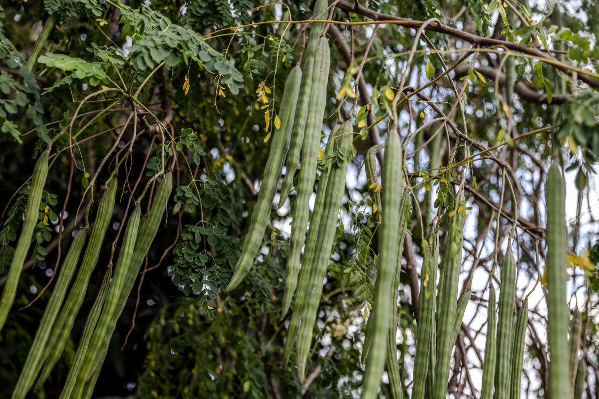 New compendium identifies 100 promising forgotten foods for Africa