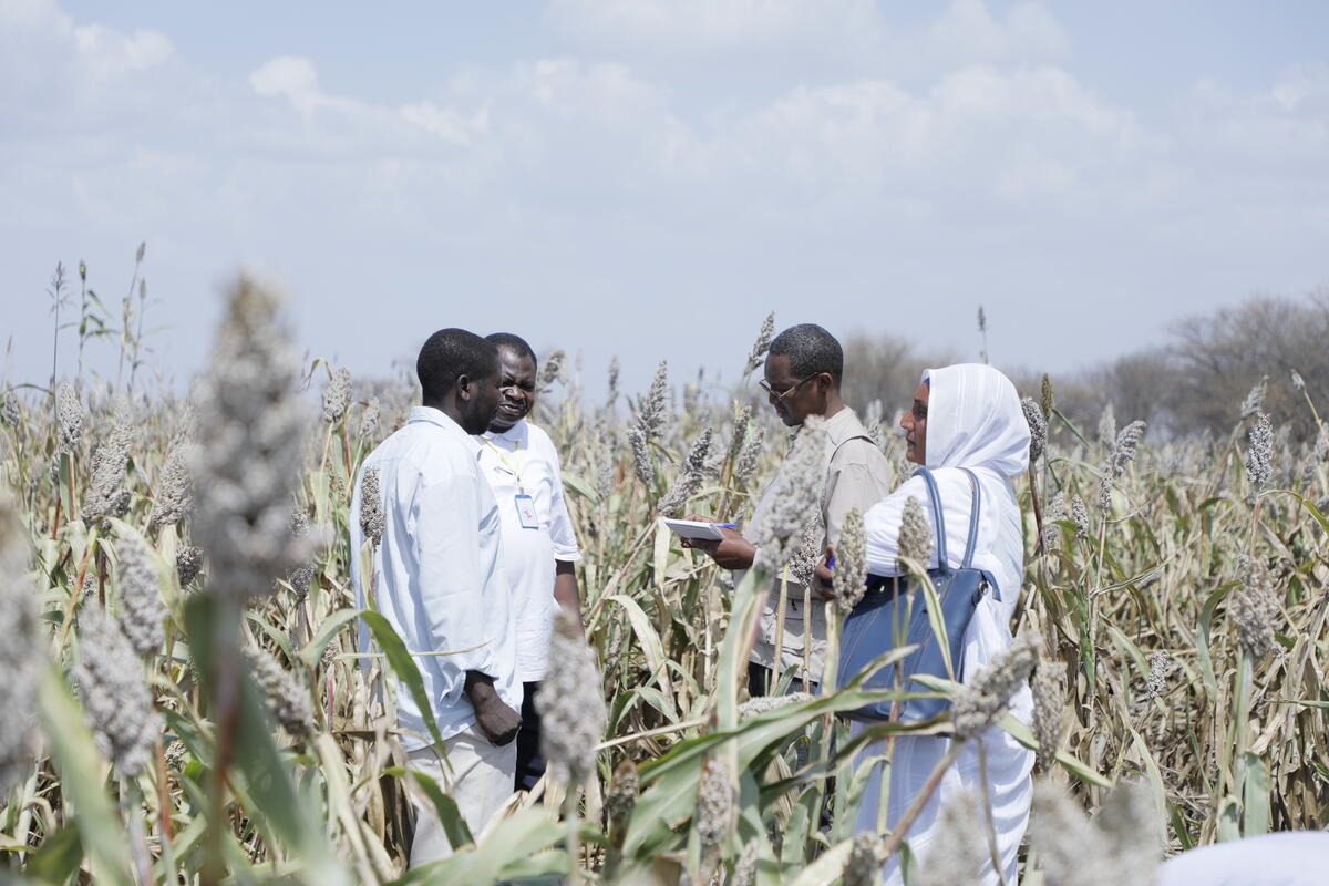 Sudan’s cereal production down by 40% likely exacerbating hunger