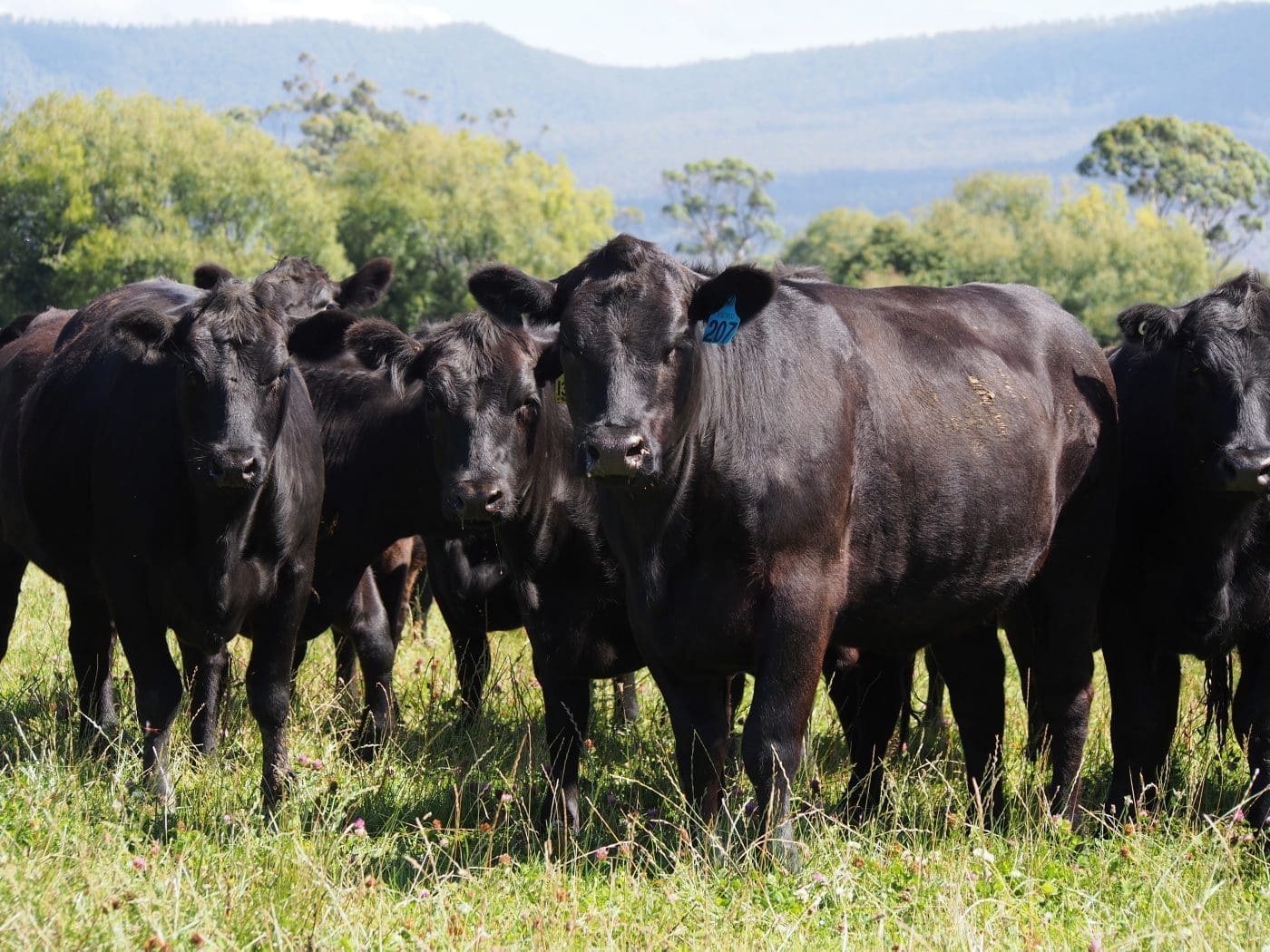 MLA launches Environmental Credentials platform at Beef Australia