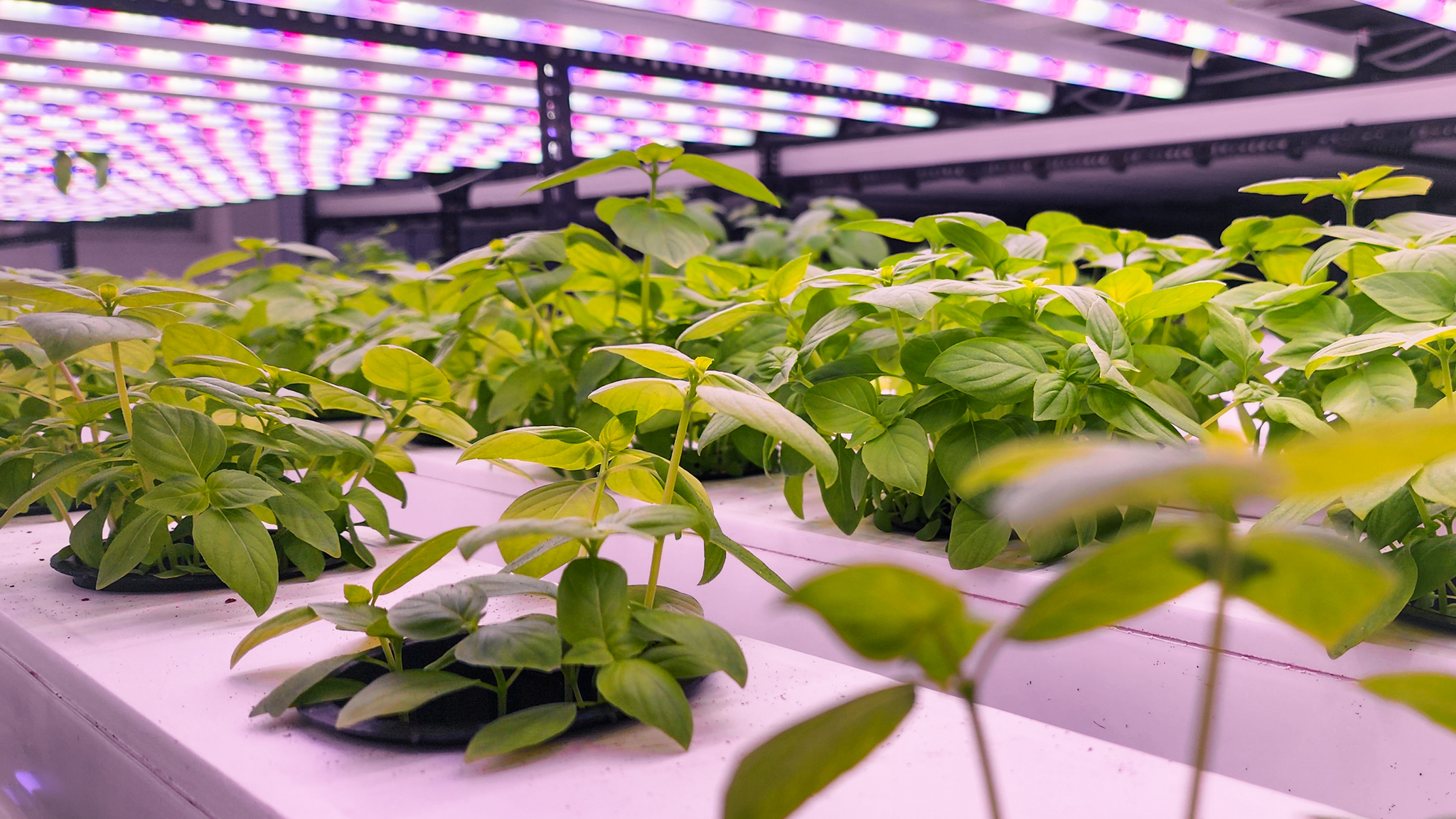 Maldives opens first indoor hydroponic farm