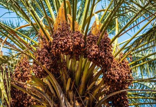 Saudi's date exports up by 13% in Q1 2024