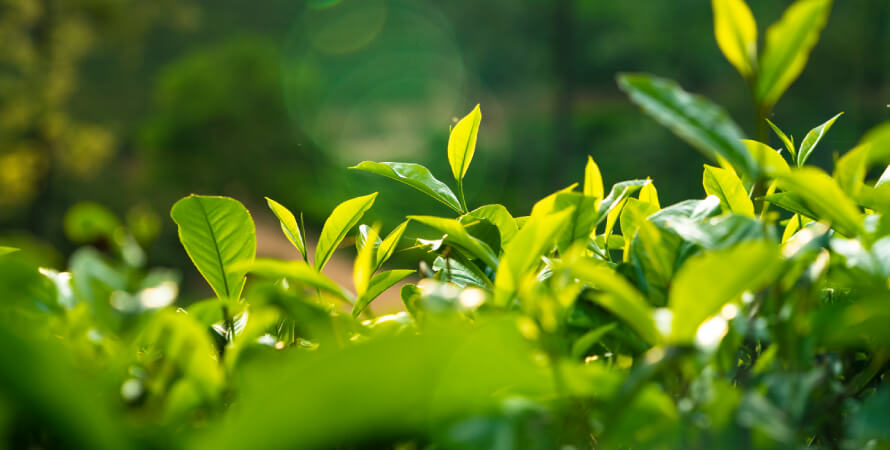 Lankan firm to get control of Lipton tea estates in Kenya, Rwanda, and Tanzania