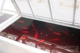 Philippines develops automated greenhouse for lettuce and Tilapia