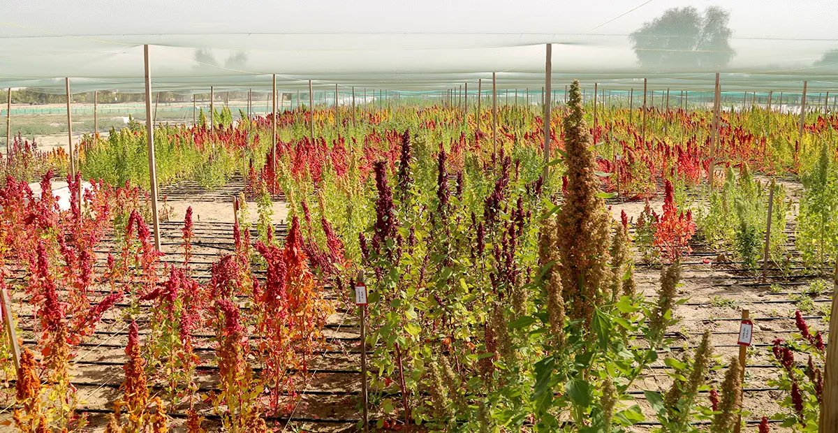 ICBA research paves the way to fast-tracking quinoa breeding