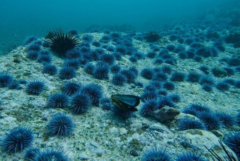 Urchinomics and Japan’s Hokkaido Electric join hands for sea urchin farming