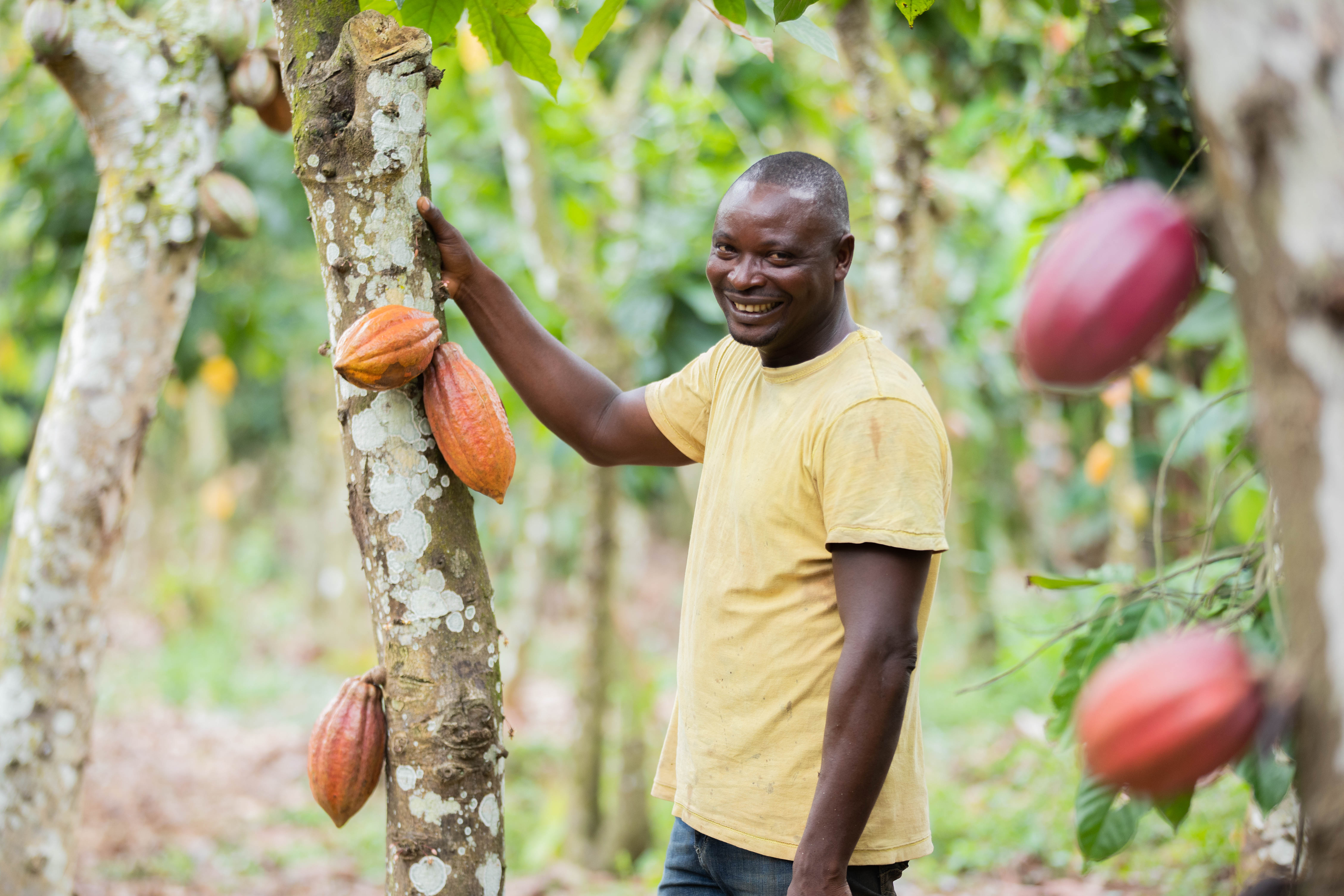 Nestlé uses traceable cocoa ingredients in all UK-made chocolate