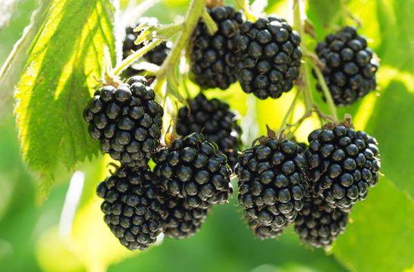 Pairwise develops seedless blackberry with transformative CRISPR technology