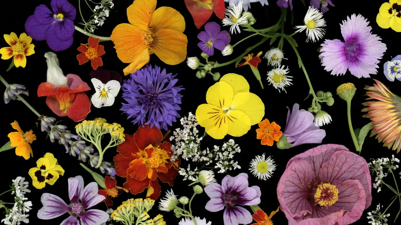 FCUP researchers invest health benefits of edible flowers