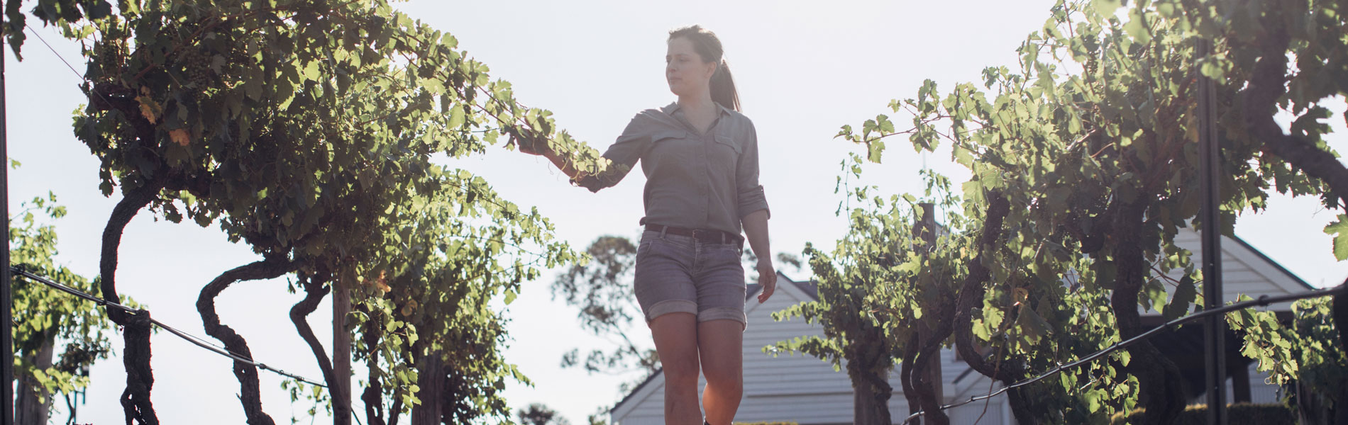 Wine Australia introduces educational tool