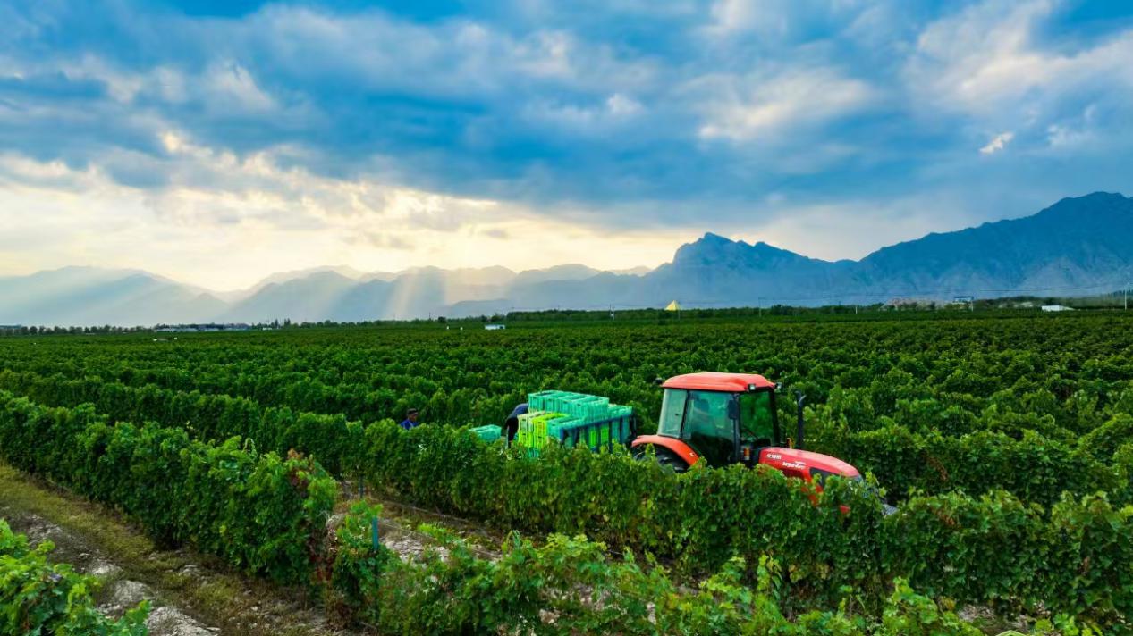 China to host International Wine Expo in August