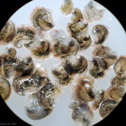 NOAA Fisheries opens Oyster Breeding Centre