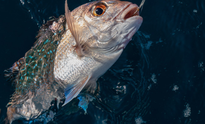 Multiple factors highlighted in milky fish research