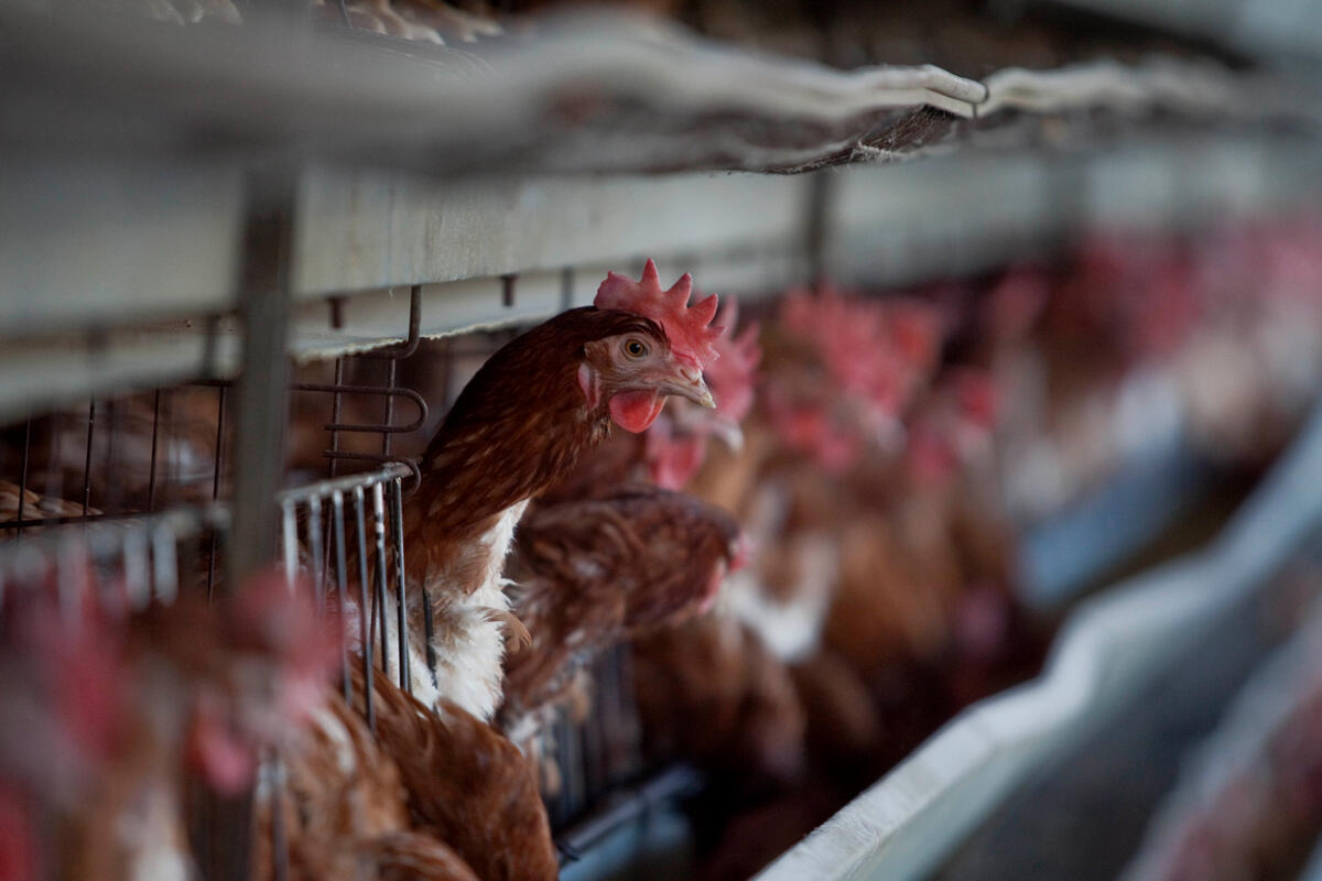 FAO urges immediate action as new variants of avian influenza threaten APAC